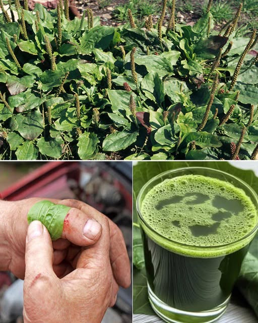 Llantén Plantago Major