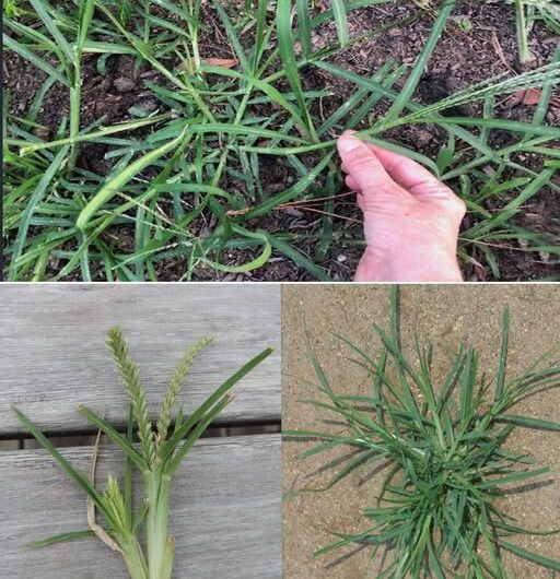 Hierba Ganso: Beneficios, Usos y Recetas Naturales para la Salud