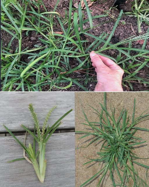 Hierba Ganso - Cynodon dactylon