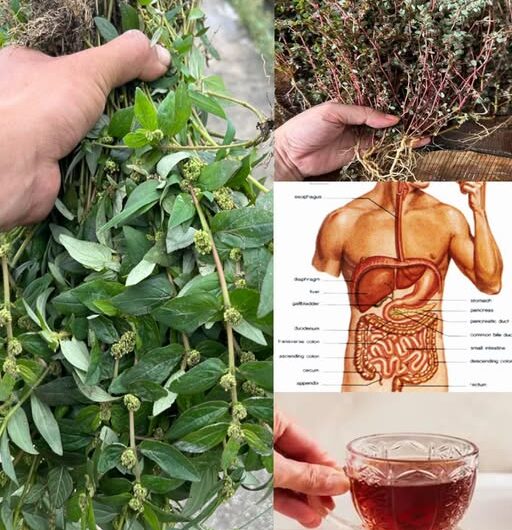 Euphorbia Hirta: La Planta del Asma y sus Poderes Curativos