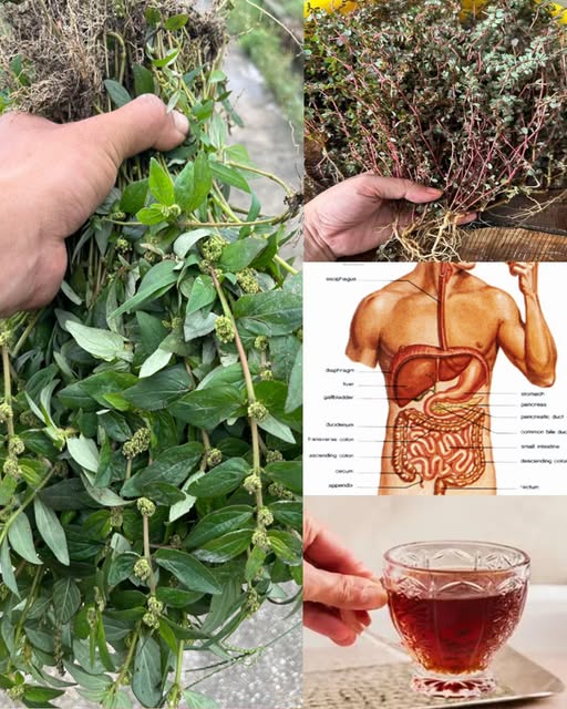 Infusión de Euphorbia Hirta