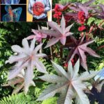 La Hoja de Ricino: El Remedio Natural que No Debes Pasar por Alto