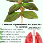 El Poder de una Planta: La Solución Natural para la Salud de tus Pulmones