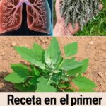 El Poder Oculto de los Cuartos del Cordero: Remedios Naturales para Tu Salud Respiratoria