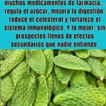 Los Increíbles Beneficios del Nopal: La Superfood que Transformará tu Salud