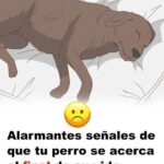 11 Señales Alarmantes de que tu Perro se Acerca al Final de su Vida