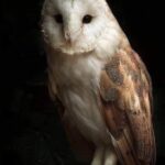 Las Lechuzas y su Simbología: Mensajeras de Sabiduría en Tu Entorno