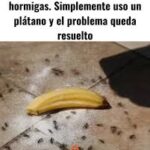 El Truco Casero Más Seguro y Ecológico para Eliminar Hormigas: Cáscaras de Banana