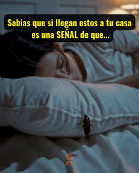 ¿Qué Significa Cuando Hay Muchas Cucarachas en la Casa? Causas, Consecuencias y Soluciones
