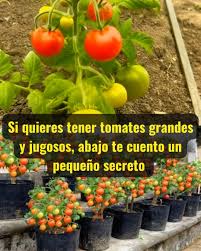 El secreto para tener tomates grandes y jugosos: Aspirina y Ácido Salicílico en tu huerto