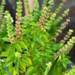 🌿 Infusión de Albahaca: Un Remedio Natural para Mejorar la Vista y Cuidar tu Salud