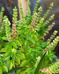 🌿 Infusión de Albahaca: Un Remedio Natural para Mejorar la Vista y Cuidar tu Salud