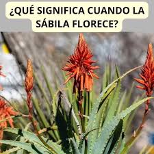 ¿Qué Significa Cuando la Sábila Florece? Descubre el Misterio de esta Planta Milenaria