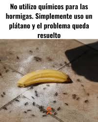 El Truco Casero Más Seguro y Ecológico para Eliminar Hormigas: Cáscaras de Banana