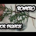 Así puedes reproducir romero con una sola ramita (en agua)