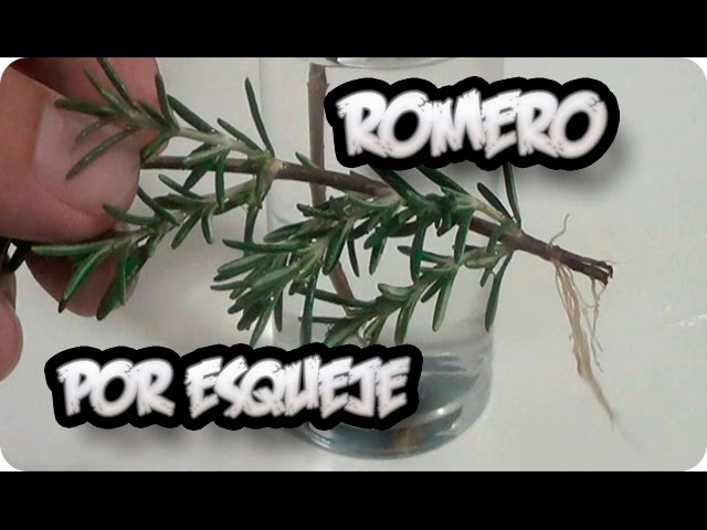 Así puedes reproducir romero con una sola ramita (en agua)