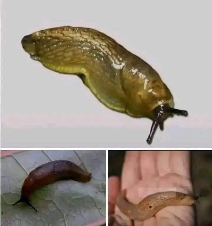 Babosas en diferentes contextos