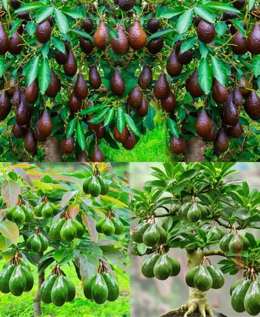 Crecimiento de aguacates