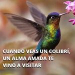 El Mensaje de los Colibríes: Un Encuentro Espiritual