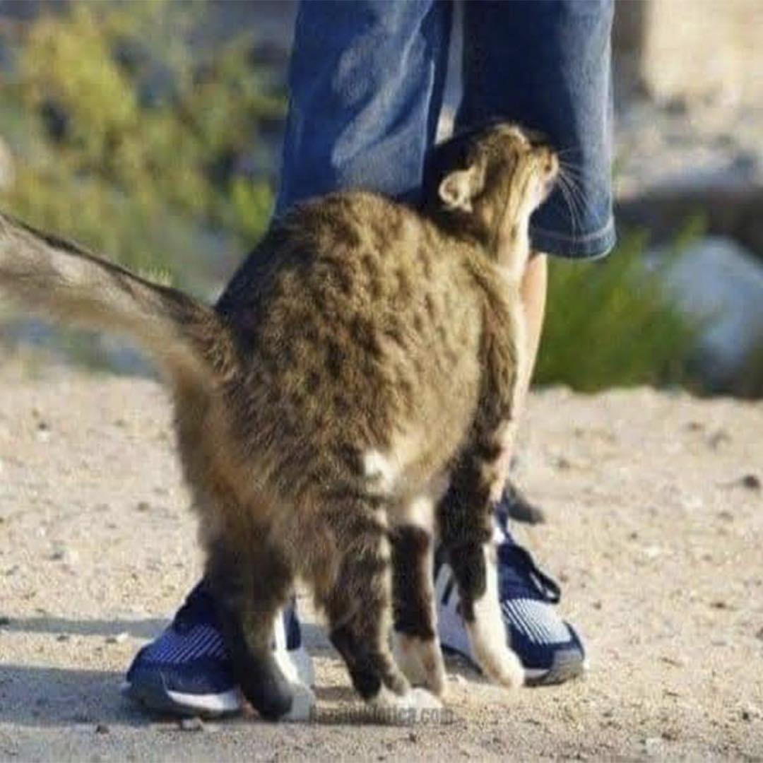Gato frotándose contra las piernas de una persona