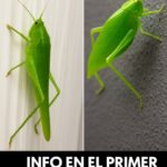 El Mensaje Oculto Detrás de la Visita de un Insecto a Tu Hogar