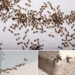 ¿Por Qué Tienes Hormigas en Casa? Significado y Soluciones Naturales
