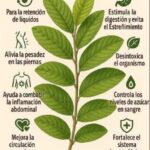 Beneficios Sorprendentes de las Hojas de Guayaba para tu Salud