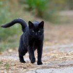 La Influencia Positiva de los Gatos Negros en Nuestro Bienestar