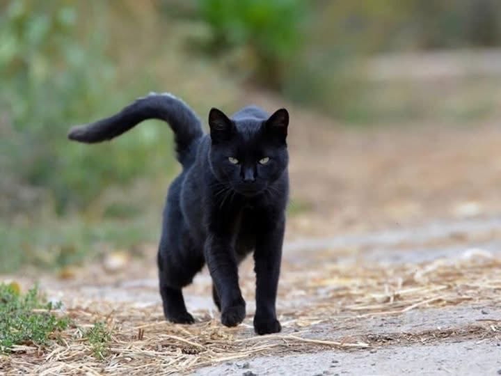 Gato Negro en un Entorno Natural