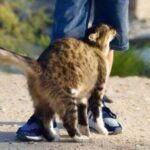 El Análisis del Comportamiento Felino: ¿Por Qué se Frotan Contra Ti?