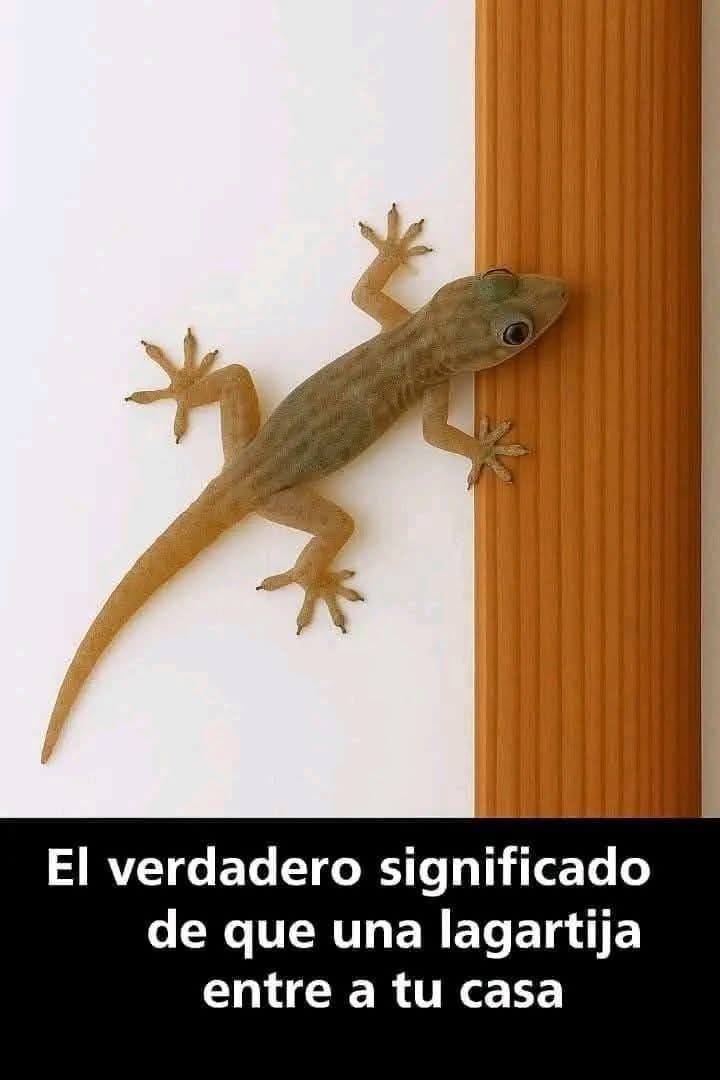 Lagartija en la pared de una casa