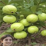 Guayaba: Un Tesoro de Salud y Sabor en Tu Hogar