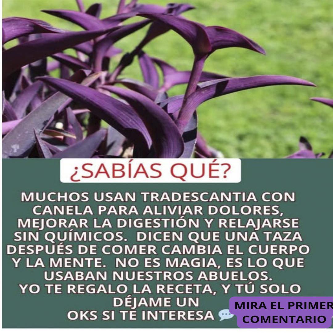 Hojas de Tradescantia