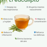 Beneficios del Eucalipto: ¡Mejora tu Salud con Esta Planta Mágica!