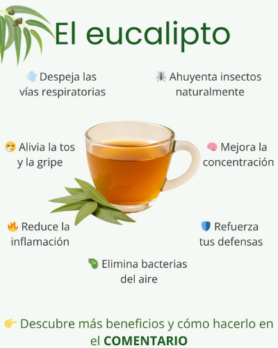 Beneficios del Eucalipto