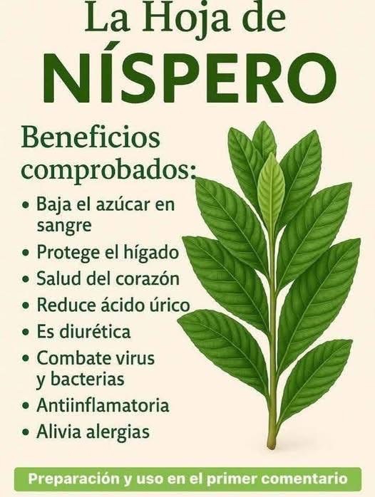 Hojas de níspero