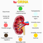 La Orina y su Color: Un Indicador Clave de la Salud
