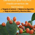 10 Beneficios Del Nopal Que No Conocías Y Recetas Para Aprovecharlo