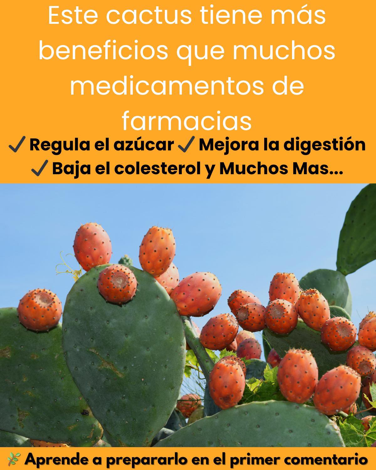 Beneficios del Nopal