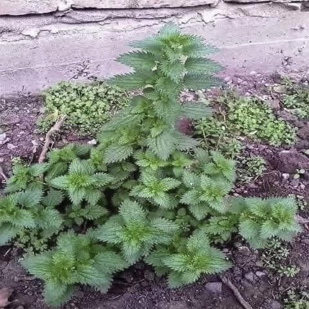 Planta de Ortiga