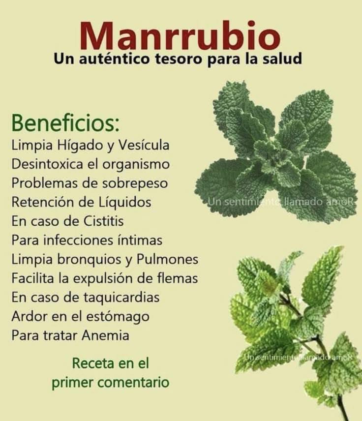 Hojas de Manrrubio
