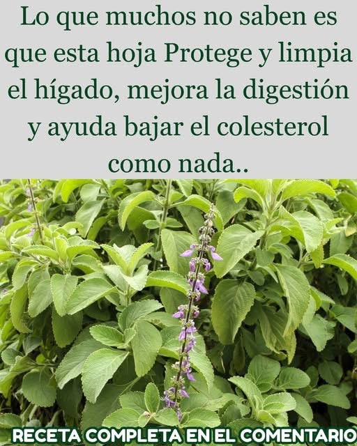 Hierba poderosa para limpiar el hígado