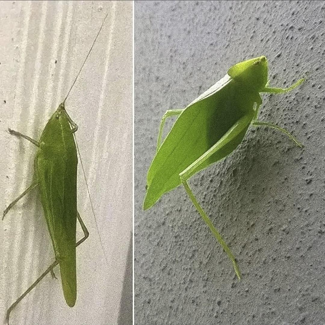 Insecto que se asemeja a una hoja verde