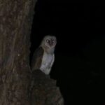 Lechuzas y su Mística: Creencias y Remedios Naturales Asociados a Estas Aves Nocturnas