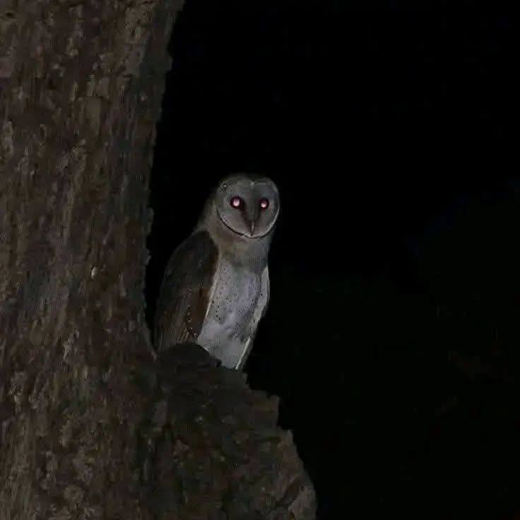 Lechuza posada en un árbol
