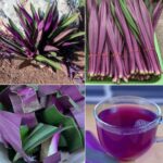 Dile Adiós a Enfermedades Comunes con Hoja de Maguey Morado: Remedios Naturales que Funcionan