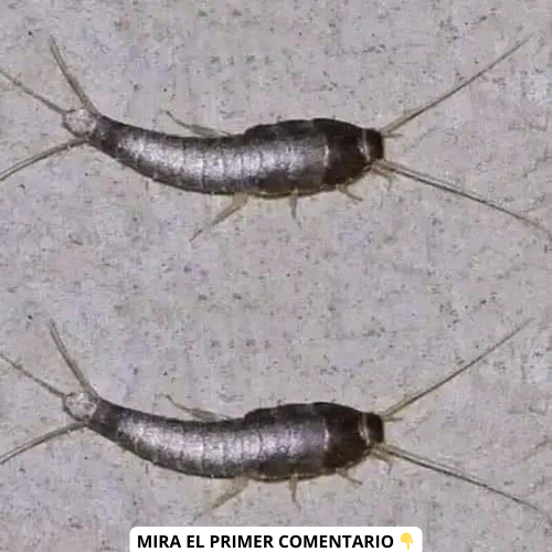 Lepisma de la harina