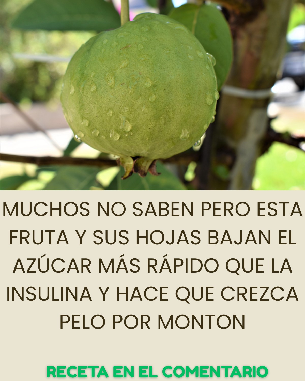 Fruta verde en un árbol