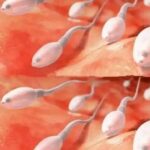 La Influencia del Semen en la Salud Reproductiva: Revelaciones de Nuevos Estudios