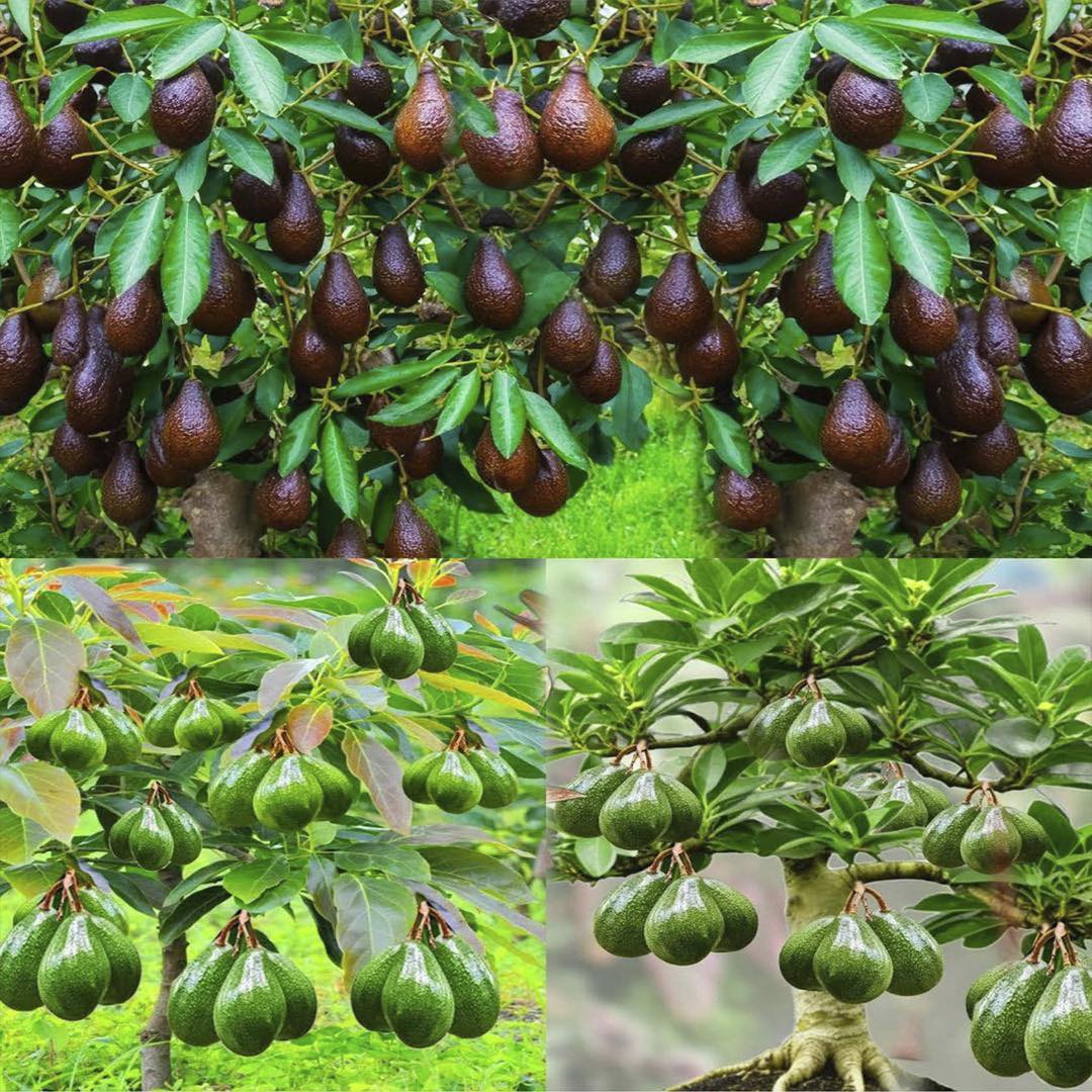 Árboles de aguacate en diferentes etapas de maduración